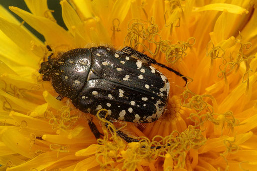 Trauer-Rosenkäfer - Oxythyrea funesta; Rote Liste D Kategorie 2, stark gefährdet (G. Franke, 25.04.2019, bei Spielberg)