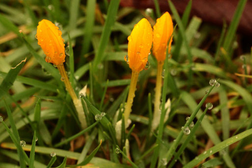 Die ersten Krokusse im Garten - Regenpause; Ankara-Krokus - Crocus ancyrensis; teilweise auch verwildert vorkommend - Heimat ist Anatolien  (G. Franke, 06.02.2021)