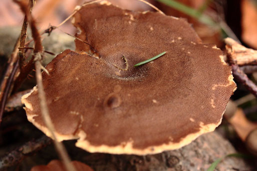 Winter-Stielporling (Lentinus brumalis) - ein etwas älteres und größeres Exemplar mit einem Hutdurchmesser von ca. 4 - 5 cm (G. Franke, 27.12.2022)