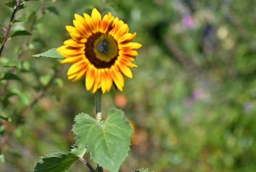 Sonnenblumen - Nektarquelle und Vogelfutter (G. Franke, 26.08.2025)