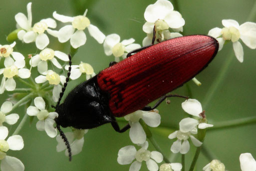 Schnellkäfer der Gattung Ampedus auf den Blüten des Wiesen-Kerbels - Waldwegrand bei Völkersbach (G. Franke, 15.05.2020)