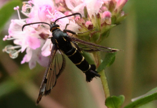 Johannisbeer-Glasflügler - Synanthedon tipiluformis; bei Spielberg - ein Kleinschmetterling aus der Fam. der Glasflügler; ein tagaktiver Falter - die Raupen leben einjährig in den Makroröhren der Triebe älterer Johannisbeersträucher (G. Franke, 15.07.2021