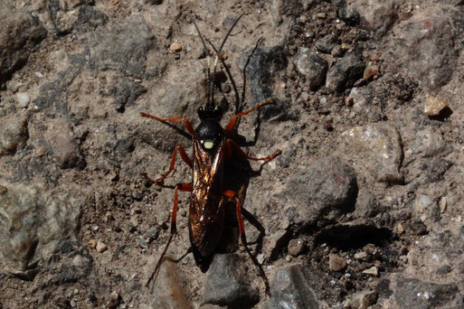 Vierfleck-Höhlenschlupfwespe - Diphyus quadripunctorius; fliegt aus einem Ackerrandstreifen bei Langensteinbach und landet am Feldwegrand (G. Franke, 27.04.2021)