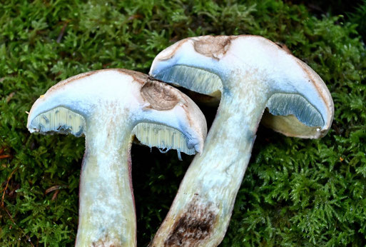 Schönfuß-Röhrling - Blaufärbung am aufgeschnittenen Pilz (G. Franke, 11.10.2025)