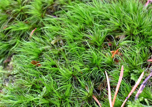 Besenmoos, Gewöhnliches Gabelzahnmoos - Dicranum scoparium; Waldwegrand zwischen Karlsbad-Spielberg und dem Albtal