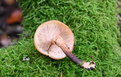 Stockschwämmchen - Kuehneromyces mutabilis; der Stiel unter dem sich leicht lösenden Ring ist geschuppt, darüber glatt (G. Franke, 29.10.2023)