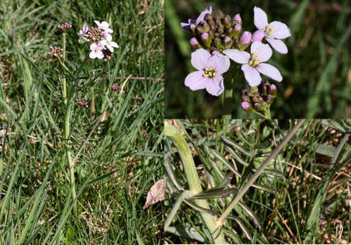 die ersten Pflanzen des Wiesen-Schaumkrautes (Cardamine pratensis) blühen auf; Streuobstwiese südlich von Spielberg (G. Franke, 26.03.2022)