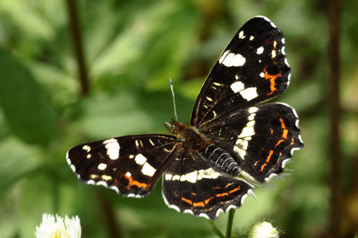 Landkärtchen (Sommergeneration) - Araschnia levana; Karlsbad (G. Franke) zu finden an Waldwegen, Waldrändern, Hecken und Bachufer