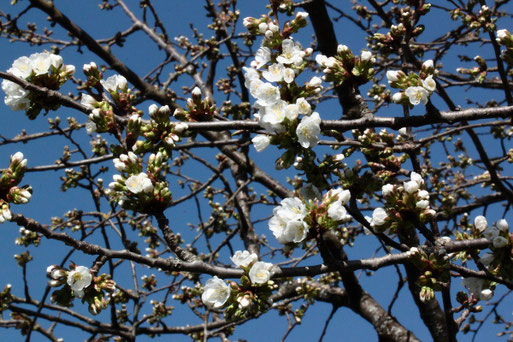aufblühende frühe Kirsche an einem Streuobstwiesen-Südwesthang (G. Franke, 27.03.2022)