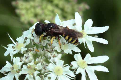 Kleine Silbermundwespe - Lestica clypeata, aus der Familie der Grabwespen; Streuobstwiese südlich von Spielberg (G. Franke, 09.07.2022)