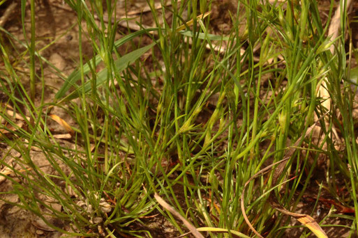 Kröten-Binse - Juncus bufonius; Ackerrand bei Langensteinbach (G. Franke, 27.05.2021)
