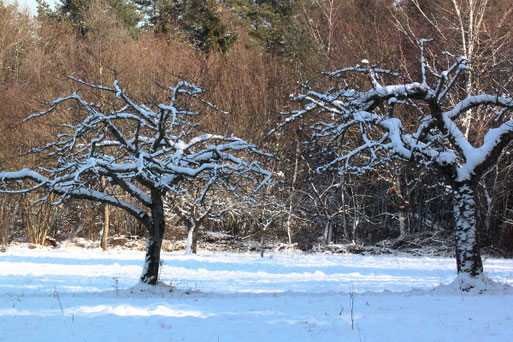 Streuobstwiese im Winter - Nähe Schäferei, Spielberg (G. Franke, 10.01.2021)