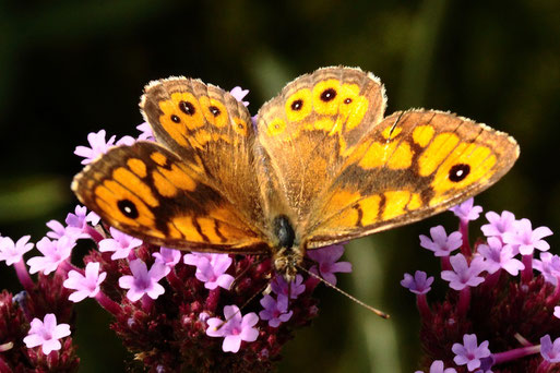 Mauerfuchs - Lasiommata megera; auf Verbenenblüten - Garten bei Spielberg (G. Franke, 13.09.2022)