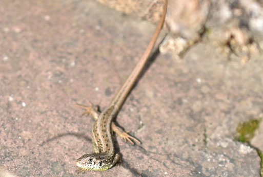 eine Zauneidechse sonnt sich auf einem Steinhaufen im Garten (G. Franke, 17.09.2025)