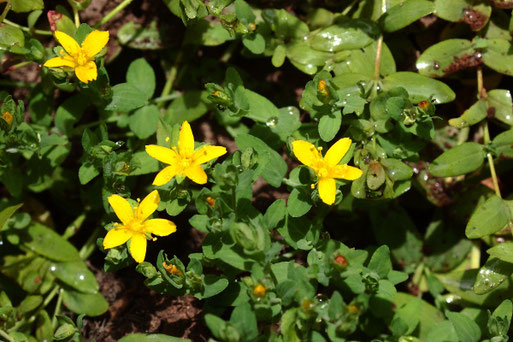 Liegendes Johanniskraut - Hypericum humifusum; Waldwegböschung zwischen Spielberg und Albtal (G. Franke, 01.08.2021)