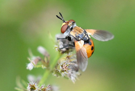 Gymnosoma clavatum - eine Wanzenfliege ohne dt. Namen; bei Karlsbad-Spielberg (G. Franke, 13.09.2025)