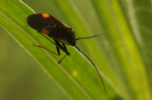 Gelbsaum-Zierwanze - Adelphocoris seticornis; Garten bei Spielberg (G. Franke, 16.06.2018)