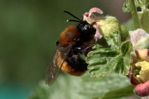 Rotpelzige Sandbiene - Andrena fulva; an einer Johannisbeerblüte (G. Franke,  Karlsbad-Spielberg, 16.04.2020)