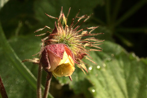 Bach-Nelkenwurz - Geum rivale; im Eyachtal - Blüte und Samenstand (G. Franke, 23.05.2019)