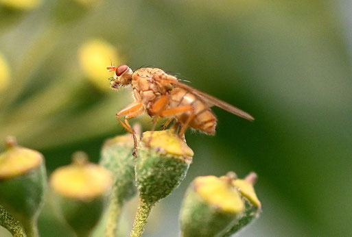 Scathopaga furcata (ohne dt. Namen) - auf Efeublüten bei Spielberg (G. Franke, 15.11.2025) vielen Dank für die Bestätigung bei iNaturalist