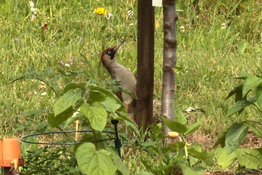 Grünspecht - Picus viridis; auf Besuch im Garten bei Spielberg (G. Franke, 22.06.2021)