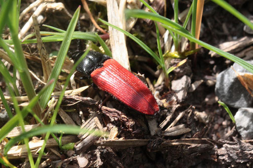 Blutroter Schnellkäfer - Ampedus sanguineus; bei Bad-Herrenalb (G. Franke, 24.04.2019)