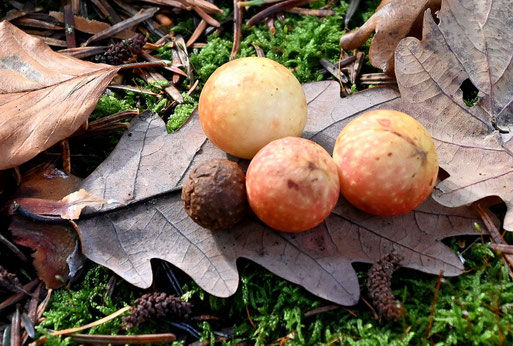 Gemeine Eichengallwespe - Cynips quercusfolii; Mischwald bei Marxzell-Pfaffenrot (G. Franke, 12.11.2025)