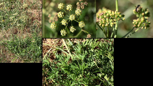 Wiesen-Silge - Silaum silaus; Streuobstwiese südlich von Spielberg (G. Franke, 13.08.2022) Rote Liste D - Vorwarnliste