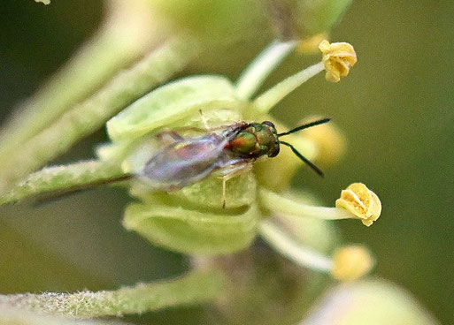 Langstachlige Rosenerzwespe - Torymus bedeguaris; auf Efeublüten bei Spielberg; ohne Stachel ca. 5 mm lang (G. Franke, 15.11.2025)