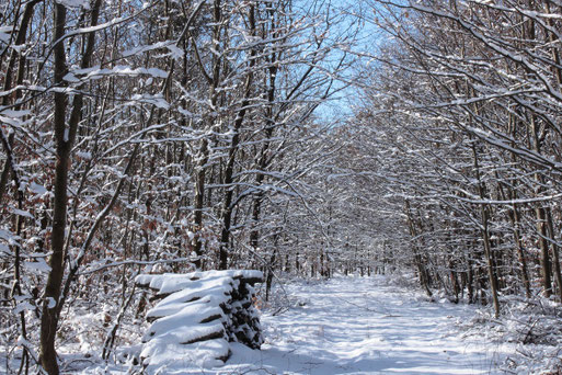 Winterwald bei Karlsbad-Spielberg (G. Franke, 11.02.2021)