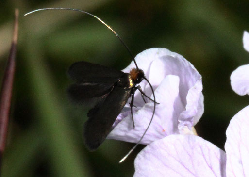 Rotsilberne Langhornmotte - Cauchas rufimitrella; ca. 5 mm lang - Kleinschmetterling aus der Familie der Langhornfalter; auf einer Blüte des Wiesenschaumkrautes; Danke für die Bestätigung im Lepiforum (G. Franke, 24.04.2021, Spielberg)