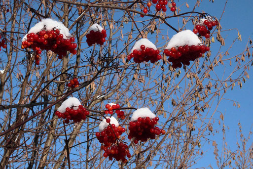 Beeren des Schneeballs - Viburnum sp. - nur wenige Vogelarten mögen und vertragen die Beeren; gern fressen überwinternde Seidenschwänze die Beeren dieser Art (G. Franke, 17.12.2022)