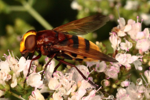 Volucella zonaria - Hornissen-Schwebfliege; bei Spielberg (G. Franke,15.07.2021)