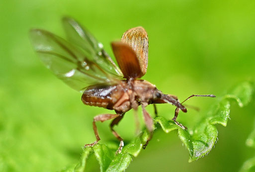 Kirschkernstecher aus der Familie der Rüsselkäfer; ca. 3 - 4 mm lang; bei Karlsbad-Spielberg (G. Franke, 28.04.2026)