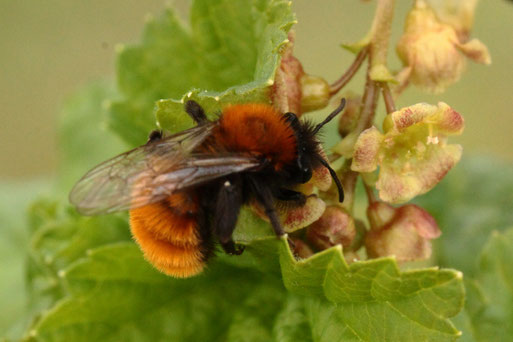 Rotpelzige Sandbiene - Andrena fulva;  hat eine Vorliebe für Johannisbeer- und Jochelbeerblüten (G. Franke, 21.04.2021, Spielberg)