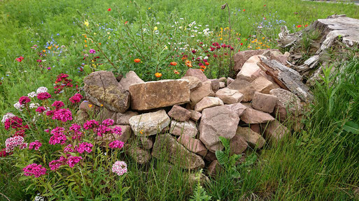 NABU-Blühfläche mit Elementen des naturnahen Gartens in der Pflanzen Oase Jansen, 76307 Karlsbad, ein Jahr nach der Anlage sich selbst überlassen bis auf eine Nachsaat auf einem kleinen Stück (G. Franke, 19.06.2020)