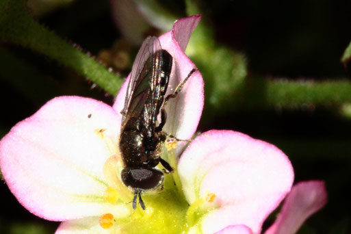 Pipzella-Schwebfliege unbestimmt - Pipizella sp.; bei Spielberg (G. Franke, April 2021) Die Arten dieser Gattung sind am Foto schwer bestimmbar 