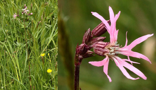 Kuckucks-Lichtnelke - Lychnis flos-cuculi; Streuobstwiese südlich von Spielberg (G. Franke, 03.05.2022)