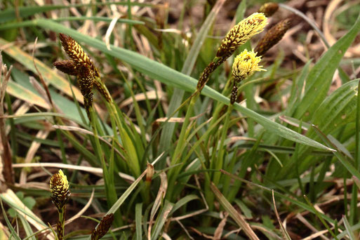 Frühlings-Segge - Carex caryophyllea, Blühbeginn bei Karlsbad-Spielberg (G. Franke, 29.03.2020)