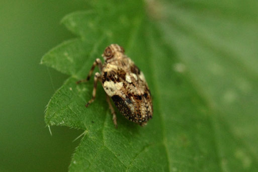 Fliegen-Käferzikade - Issus muscaeformis; Waldwegrand bei Karlsbad-Ittersbach - nur wenige Millimeter lang (G. Franke, 29.06.2022)