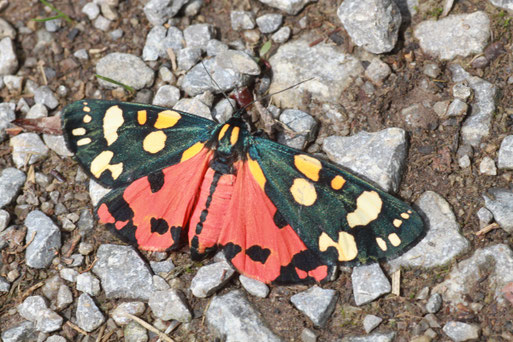 Schönbär - Callimorpha dominula; Waldweg bei Keltern-Weiler (G. Franke, Juni 2011)