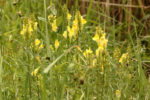 Gewöhnliches Leinkraut - Linaria vulgaris; Feldrand bei Langensteinbach (G. Franke, 27.07.2021)