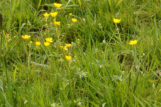 Scharfer Hahnenfuß - Ranunculus acris; blüht am Ackerrand zur Wiese bei Auerbach (G. Franke, 08.05.2021)