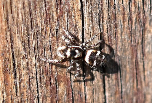 Zebra-Springspinne - Salticus scenicus; bei Karlsbad-Spielberg (G. Franke, 07.03.2025)