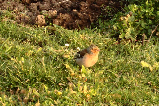 Buchfink bei Spielberg im Garten auf Futtersuche (G. Franke, 23.02.2021)
