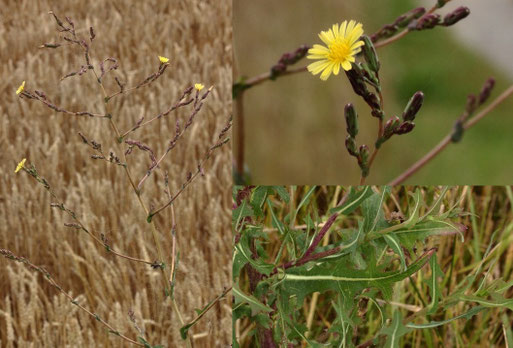 Kompass-Lattich - Lactuca serriola; Feldrand bei Auerbach (G. Franke, 17.07.2021)