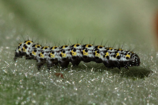 Raupe des Braunwurz-Mönchs - Cucullia scrophulariae; auf dem Blatt der Königskerze, bei Karlsbad-Spielberg (G. Franke, 12.05.2020)