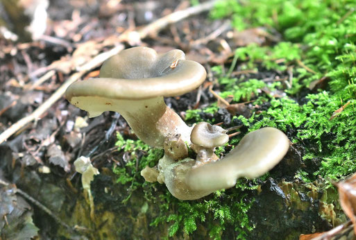 Kastanienbrauner Stielporling - Picipes badius; im Mischwald zwischen Ittersbach und Pfaffenrot (G. Franke, 15.09.2025)