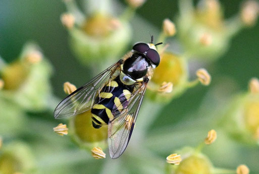 Gestreifte Waldschwebfliege auf Efeublüten bei Karlsbad-Spielberg (G. Franke, 12.10.2025)