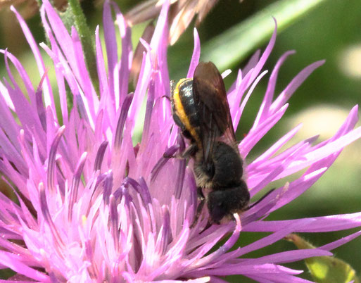 Späte Blattschneidebiene - Megachile centuncularis; Wiese bei Karlsbad-Spielberg (G. Franke, 08.06.2022)